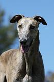 GREYHOUND 026